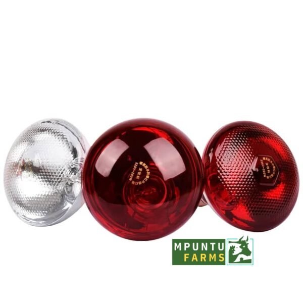 Brooding Heat Bulb - Image 2