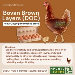 Bovan Brown Layer