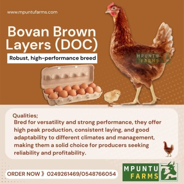 Bovan Brown Layer - Mpuntu Farms E-Shop