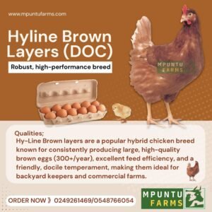 Hyline Brown Layer ( Foreign )
