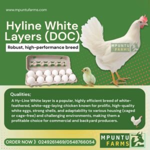 Hyline White Layer ( Foreign )