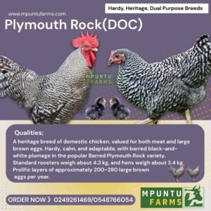 Plymouth Rocks (Check)