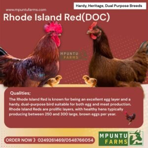 Rhode Island Red