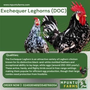 Exchequer Leghorns Female ( DOC )