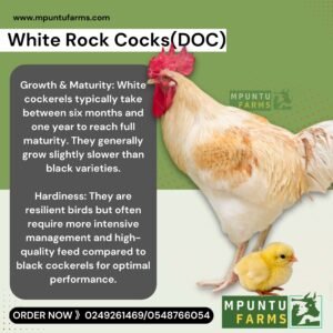 White Rock Cocks