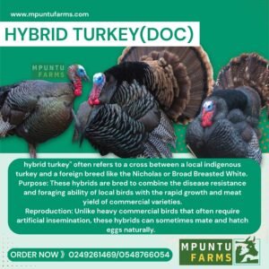 Hybrid Turkeys (DOC)