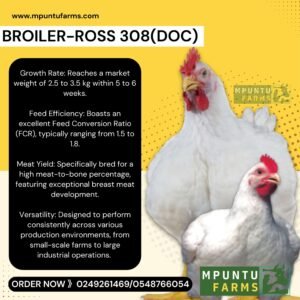 Broiler chick ( Ross 308)