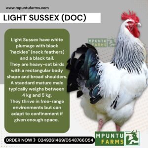 Light Sussex ( DOC )