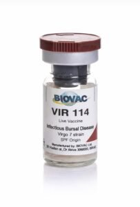 Gumboro Intermediate plus vaccine