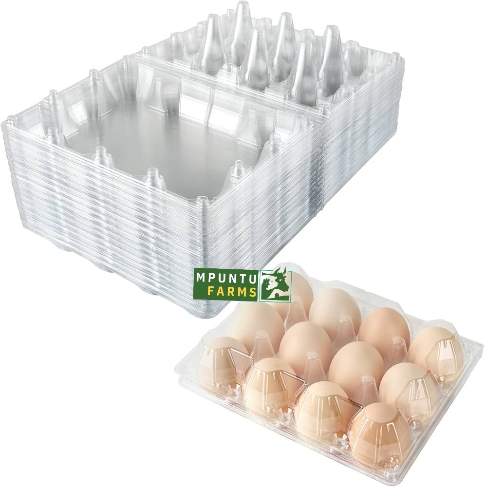 Transparent Egg Crates- 12 Holes - Image 2
