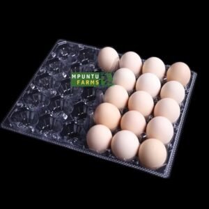 Transparent Egg Crates- 15 Holes