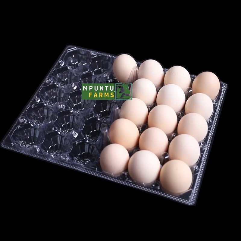 Transparent Egg Crates- 15 Holes